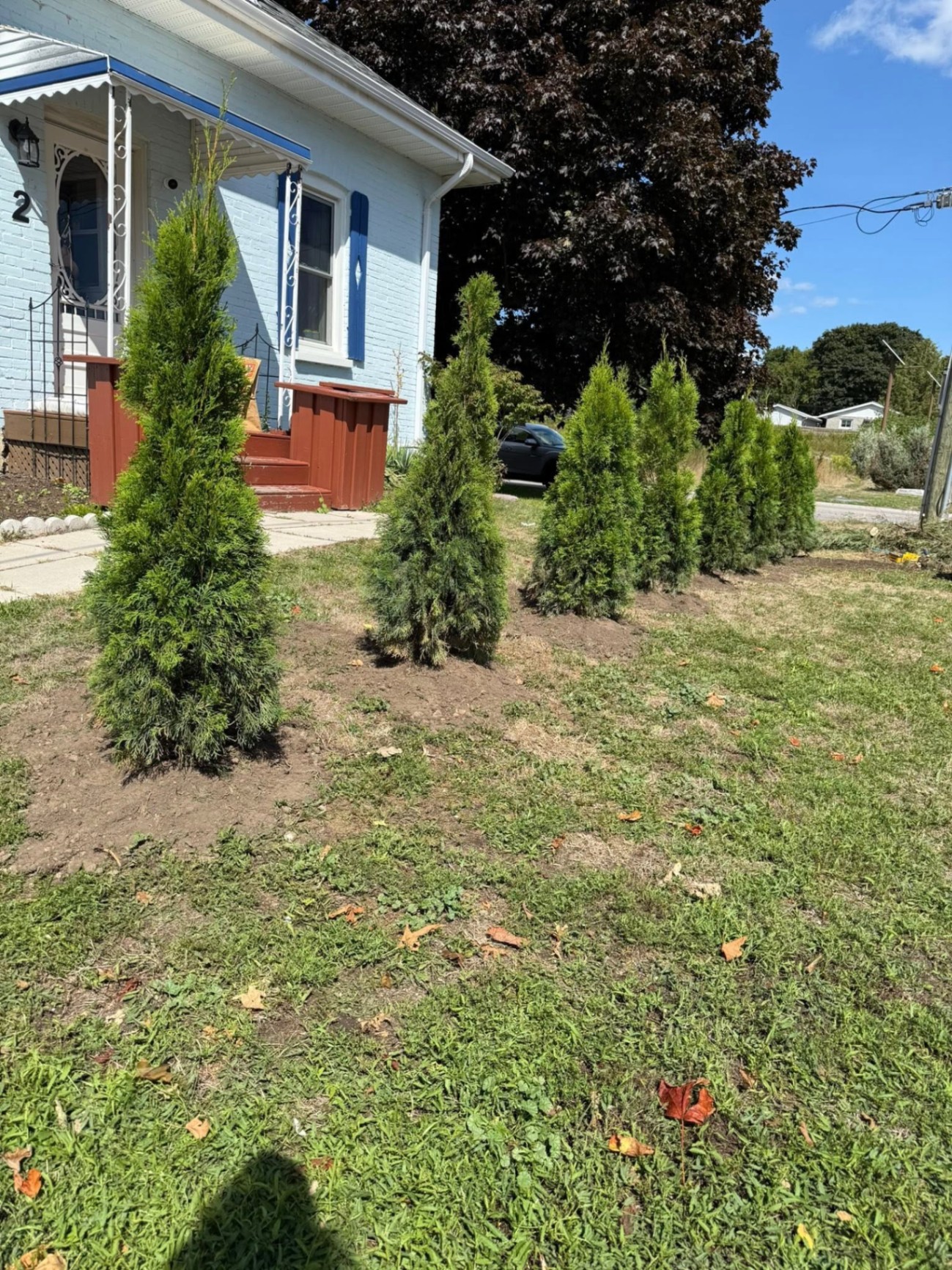 Cedar Hedge Install