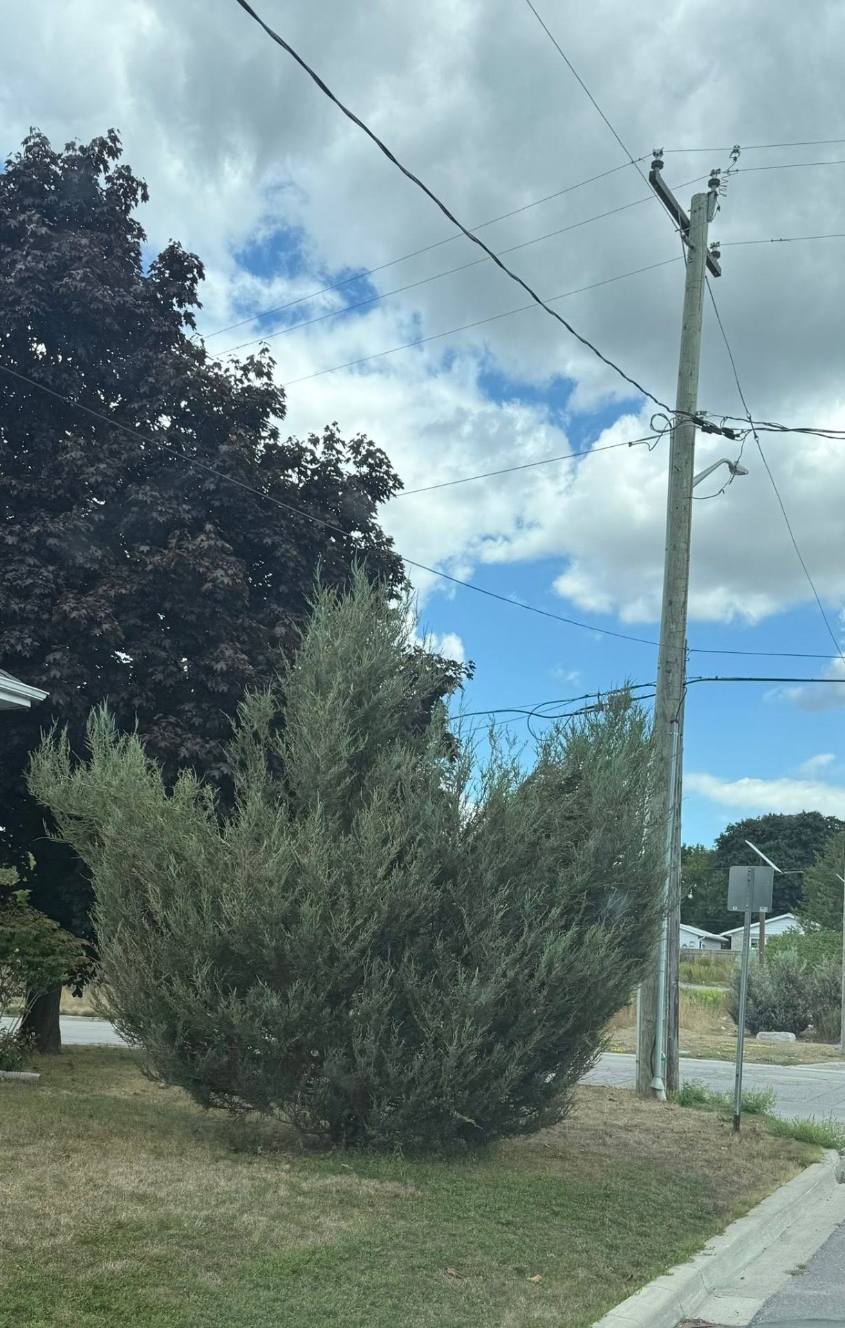 Shrub Shaping
